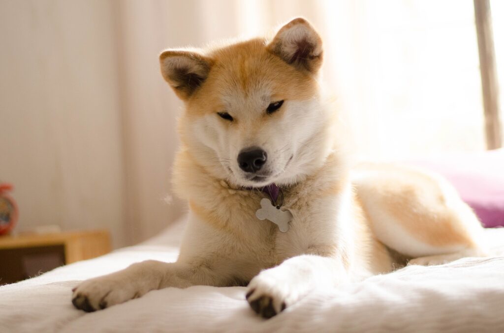 Curiosidades sobre el Akita inu: Raza de perro de origen Japones