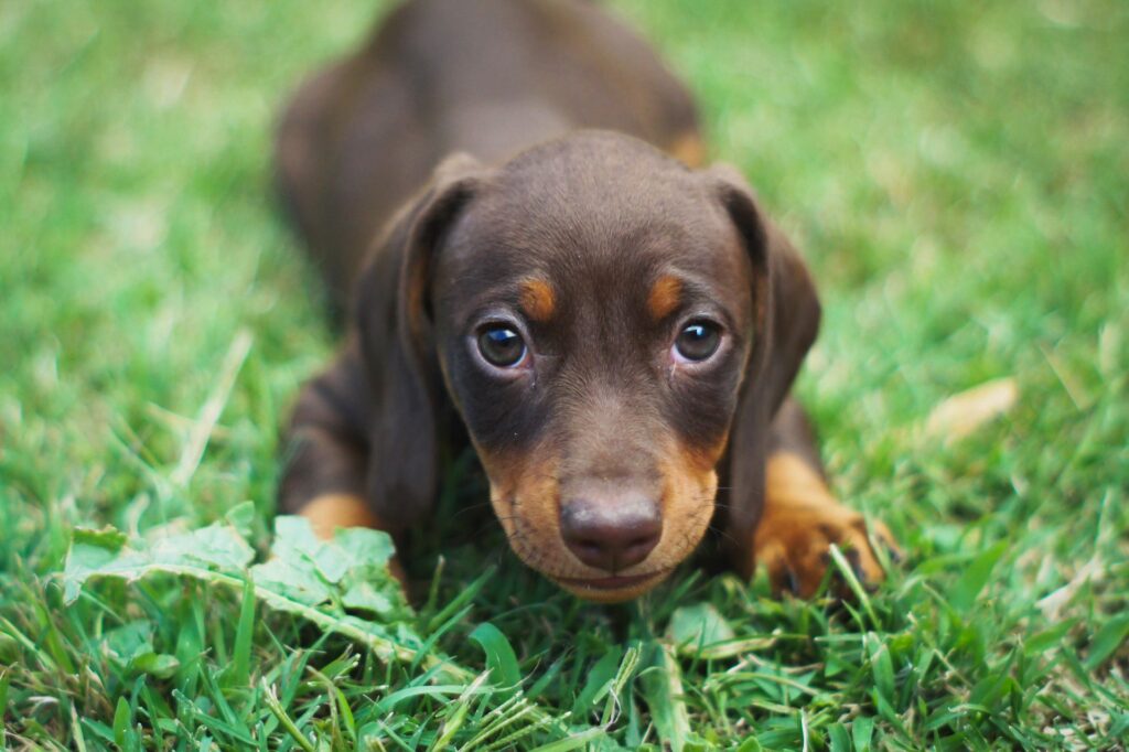 Descubre todo sobre el Dachshund o perro salchicha ¡El único perro con nombre de comida!
