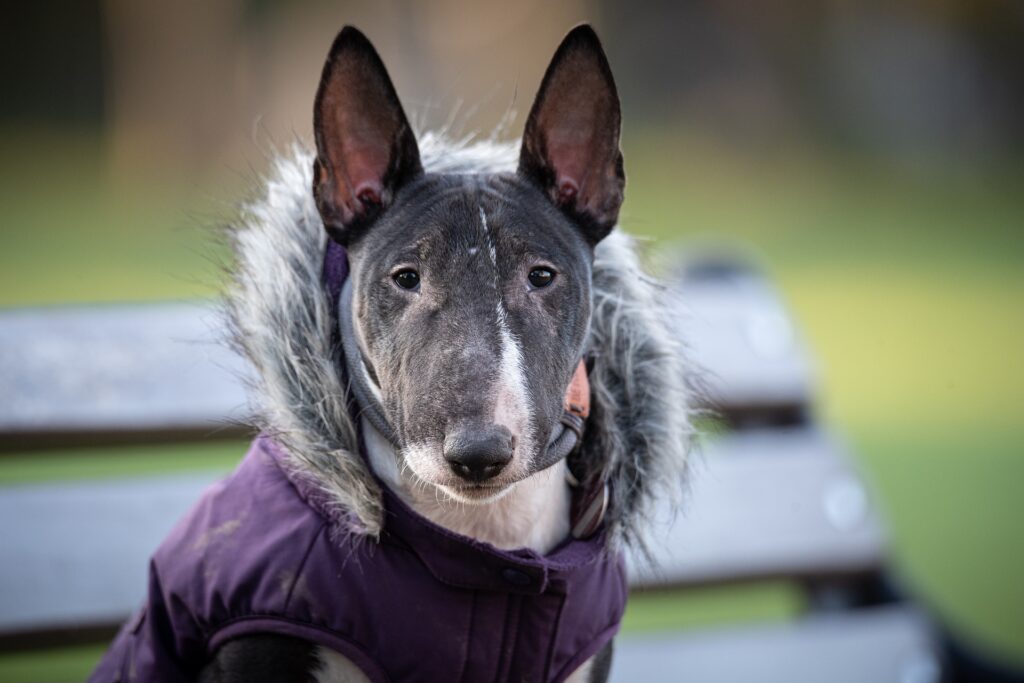 +50 Datos curiosos del Bull terrier inglés ¡CURIOSIDADES INCREIBLES!