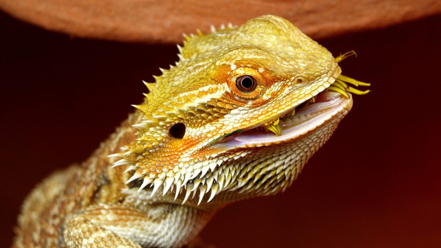 60 Curiosidades Del Drag n Barbudo Una Mascota Exotica Hoy Curiosidades 60-curiosidades-del-drag-n-barbudo-una-mascota-exotica-hoy-curiosidades