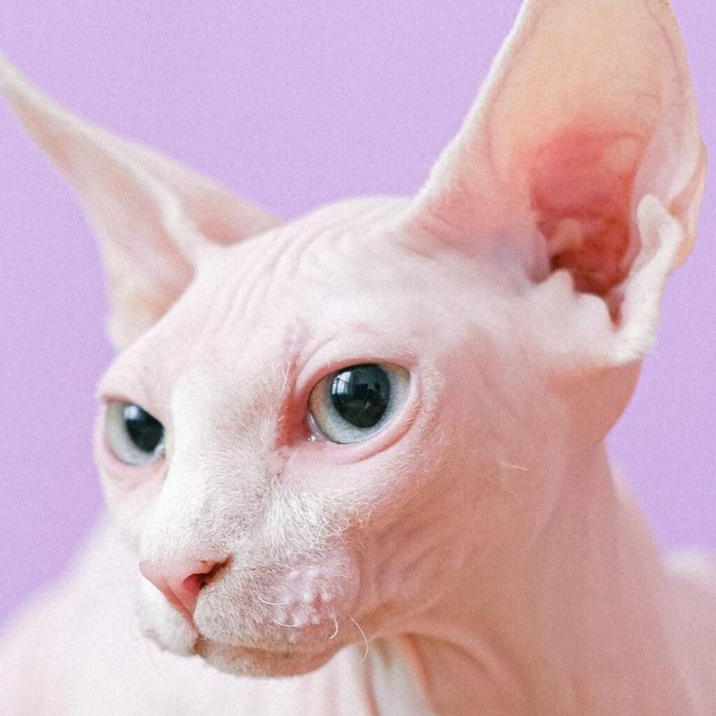 Curiosidades del gato esfinge.