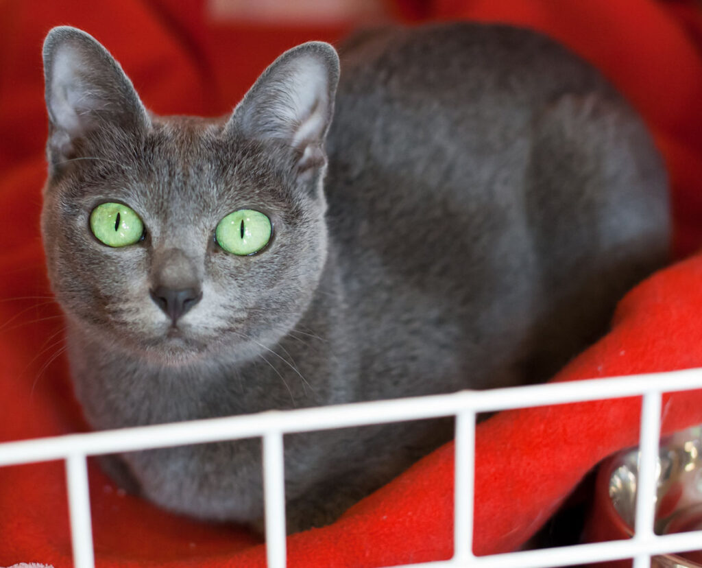 Curiosidades del gato korat.