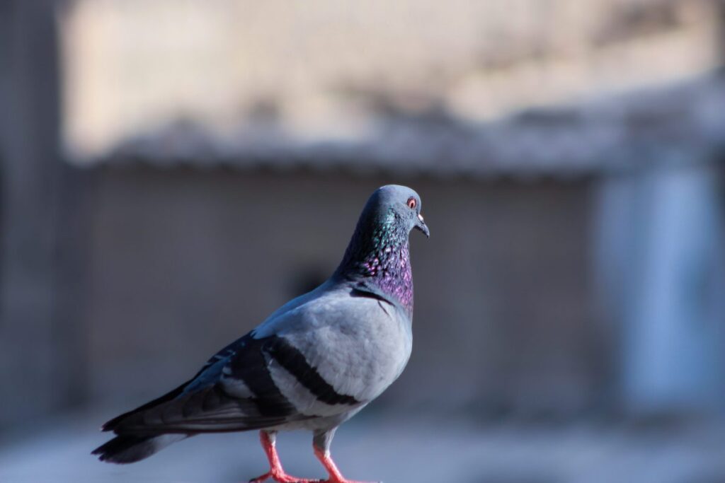 Curiosidades de las palomas
