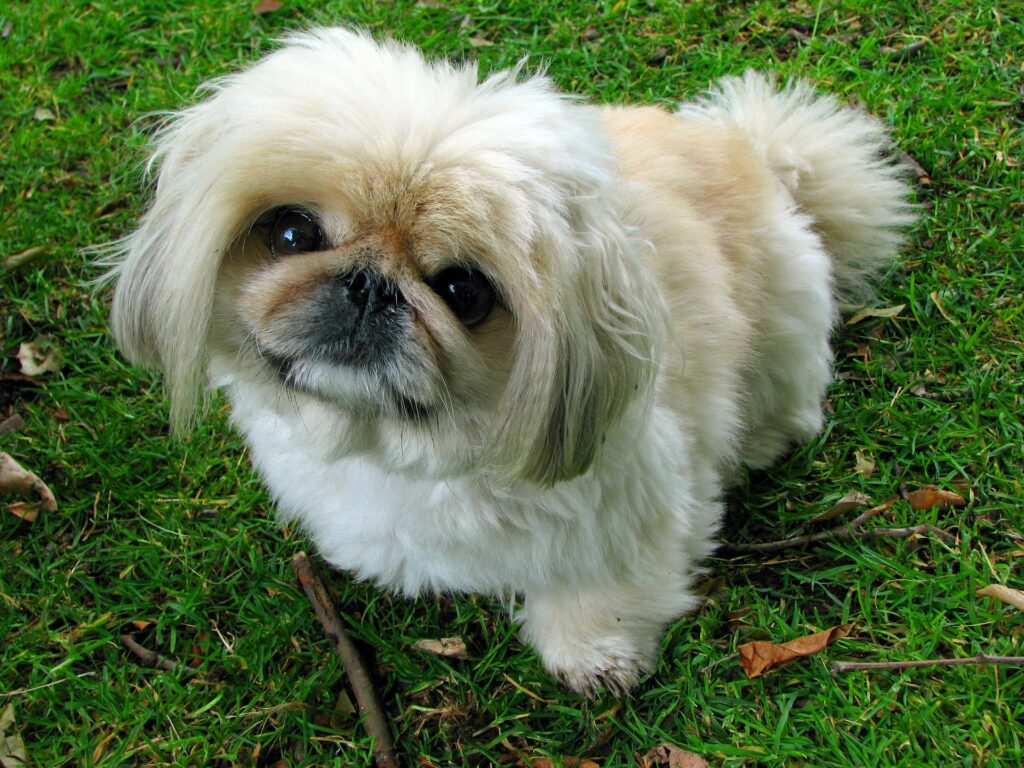+40 Datos interesantes sobre el Pekinés: El gran perro pequeño