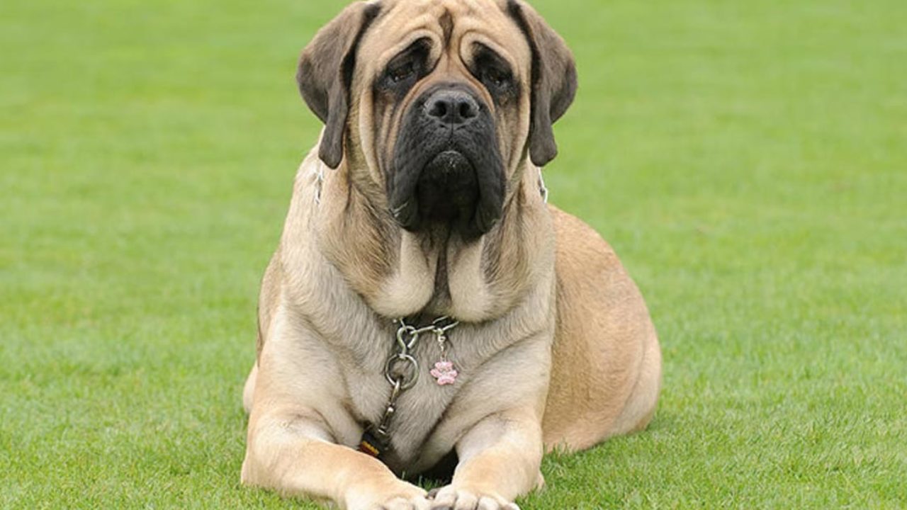 +50 Curiosidades del mastín inglés (Todo sobre esta raza)