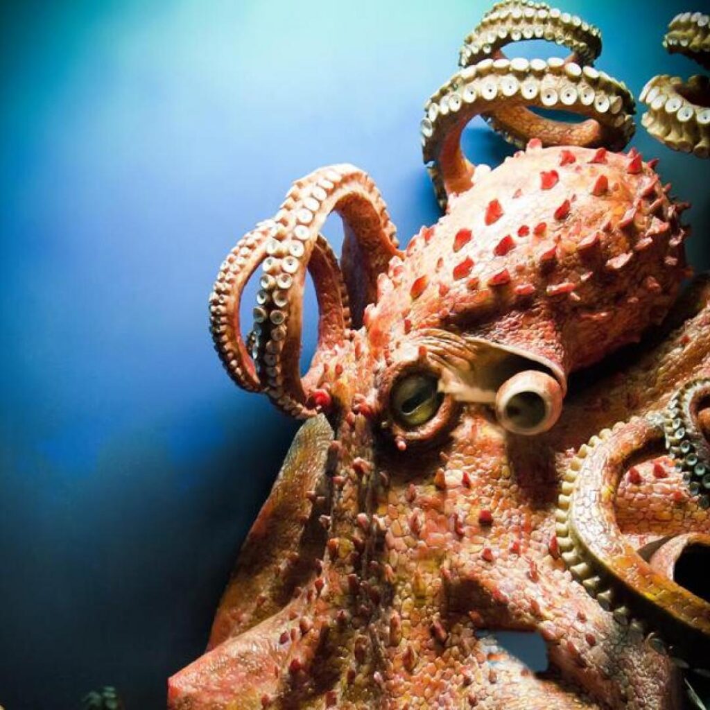 Curiosidades del pulpo gigante del pacífico