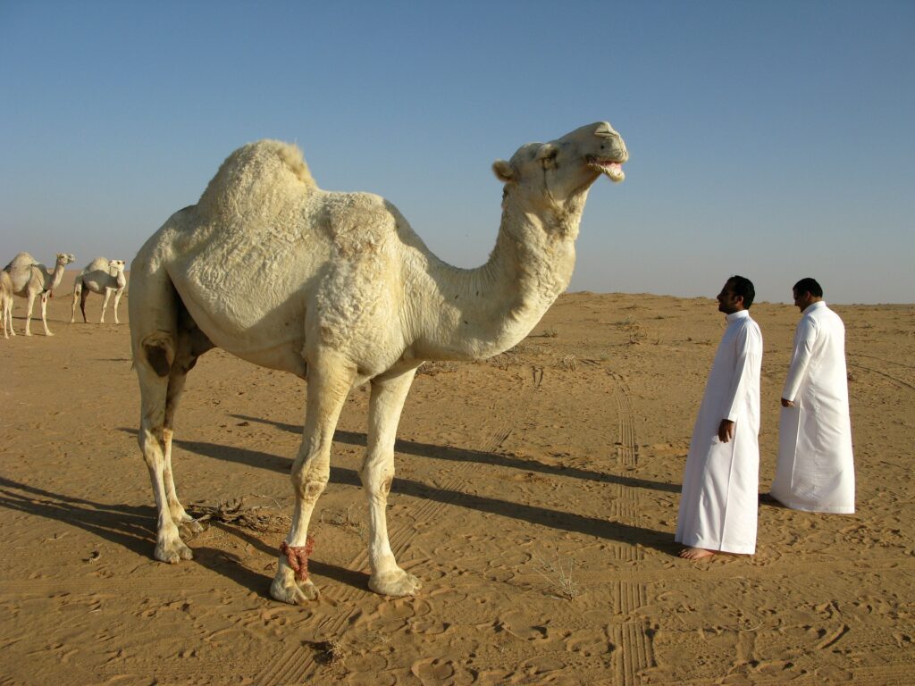 Curiosidades sobre Arabia saudita: Uno de los países más ricos