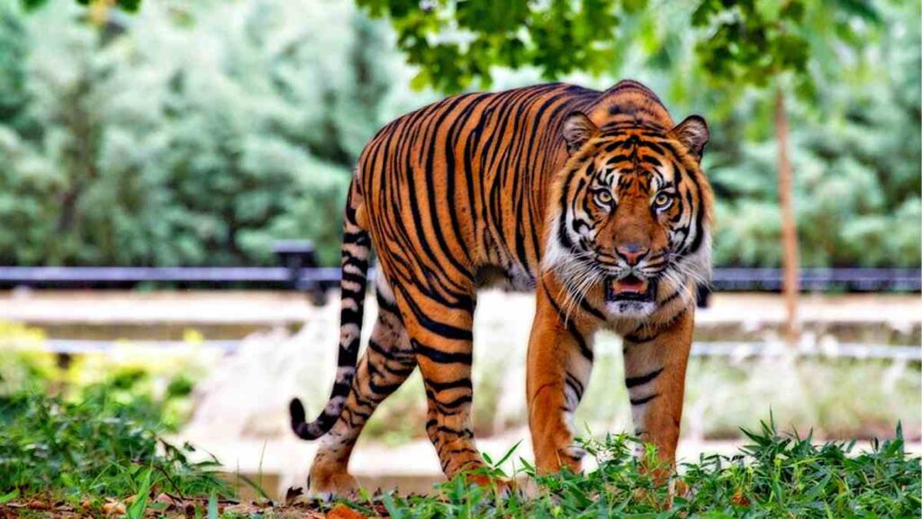 Curiosidades de los tigres.